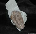 Large D / Inch Flexicalymene Trilobite #495-1